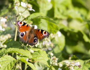 Aglais Io