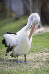 Pelican preening itself