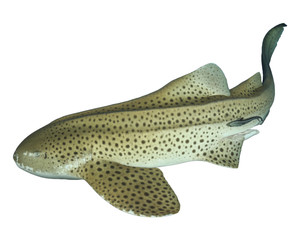 Obraz premium Zebra Shark (Leopard Shark) isolated on white background