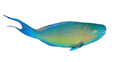Parrotfish fish isolated on white background