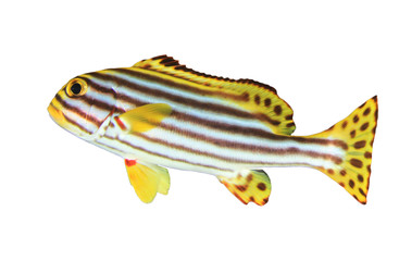 Fototapeta na wymiar Oriental Sweetlips fish isolated on white background