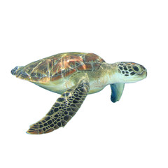 Sea Turtle isolated on white background