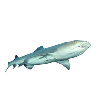 Whitetip Reef Shark isolated on white background