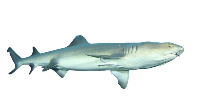 Whitetip Reef Shark isolated on white background