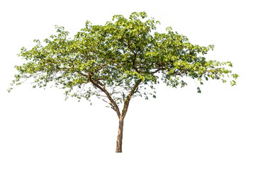 Obraz premium tree isolated
