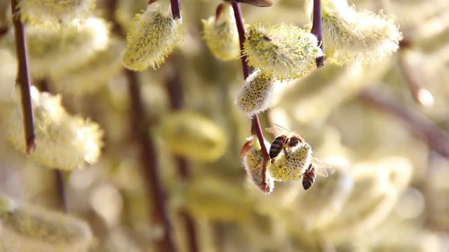 bee on blossoming willow
