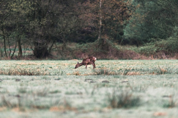 Grazing roe deer doe in field with morning dew.