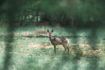 Alert roe deer doe in meadow looking through bushes.