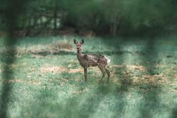 Alert roe deer doe in meadow looking through bushes.