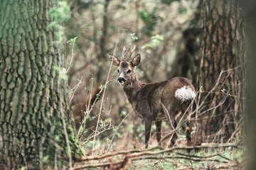 Naklejka na ściany i meble Roe deer buck between trees in forest.