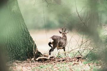 Acrylic prints Roe Roe deer buck scratching with back leg.