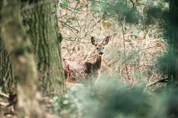 Acrylic prints Roe Alert roe deer doe behind tree peeking through bushes.