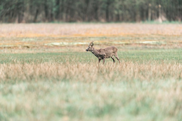 Naklejka na ściany i meble Feeding roe deer buck standing in meadow.