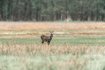 Obraz na płótnie Canvas Roe deer buck standing in field.