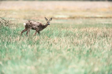 Cercles muraux Cerf Alert roe deer doe creeping in field of grass.