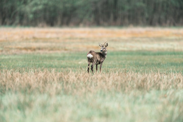 Naklejka na ściany i meble Roe deer buck standing in meadow looking aside.