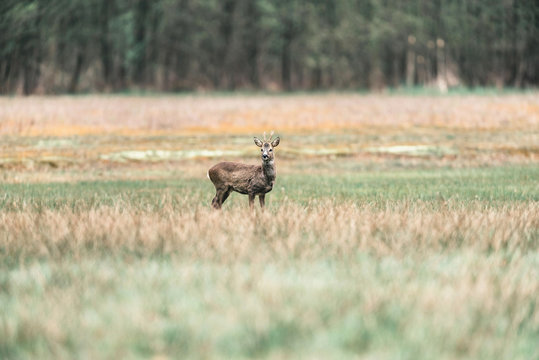 Alert roe deer buck standing in field.