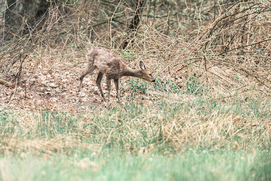Roe deer doe with head down picking up scent of bushes.