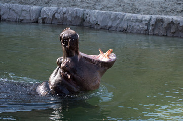 Hippo opening his mouth