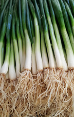 Green onions