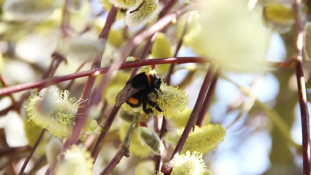 bumble-bee on blossoming willow