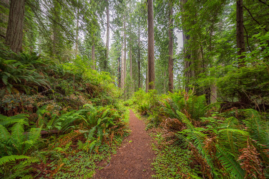 Fototapeta Huge logs overgrown with green moss and fern lie in the forest. A path in the amazing green forest of sequoias. Redwood national and state parks. California, USA