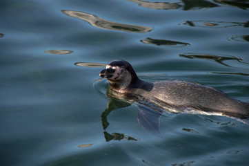 Naklejka premium Penguin swimming