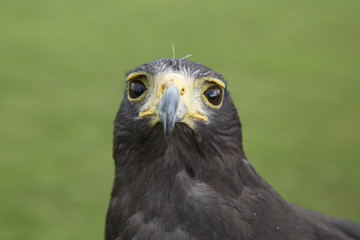 harris hawk