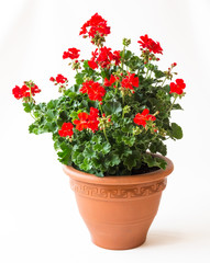 Rote, prächtig bühende Geranie - Pelargonium Zonale