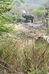 Domesticated Indian elephant that is used for weddings and other celebrations on the bank of the Yamuna River, Delhi