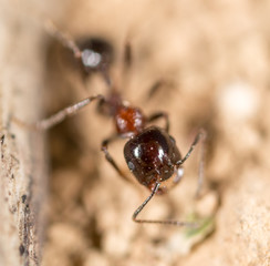 ant in nature. macro