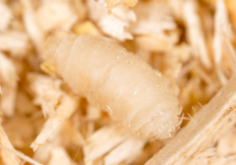 maggot in sawdust. macro