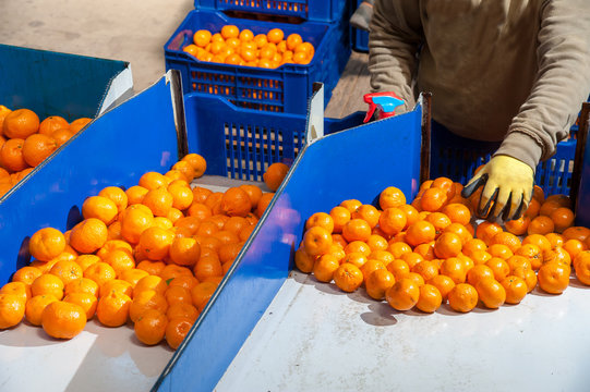 The working of citrus fruits: sicilian tangerins during the calibration process in a modern production line