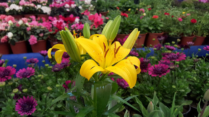 yellow flower in garden