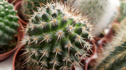 Cactus