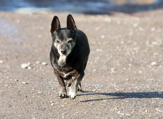 dog on the nature