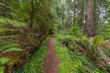 Huge logs overgrown with green moss and fern lie in the forest. A path in the amazing green forest of sequoias. Redwood national and state parks. California, USA