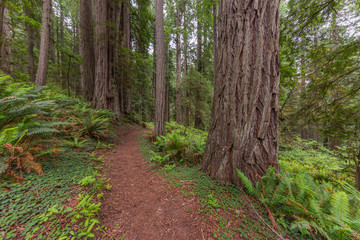 A path in the amazing green forest of sequoias. Redwood national and state parks. California, USA