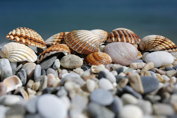closeup of shells with turquoise sea in the background