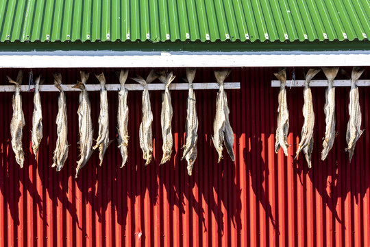 Dried stockfish is the main typical Norwegian product HamnÃ¸y Moskenes county of Nordland Lofoten Islands Norway Northern Europe