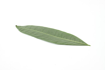 Obraz premium leaf