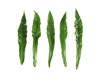 leaf