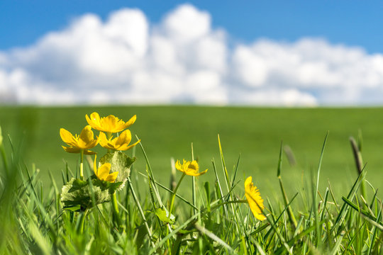 Yellow flowers on green grass field with blue sky, clouds