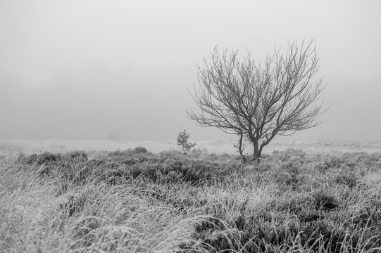 Black and white picture of a tree in a moorland in winter in the Netherlands. With mist and fog in the background and a forest