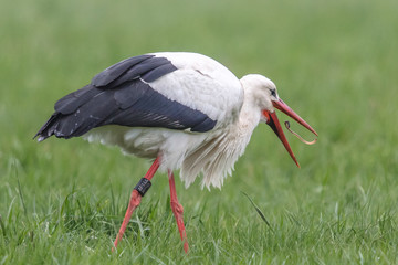 Weißstorch mit wurm