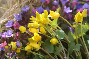 Wild forest flowers in spring. Small blue an yellow wildflowers.