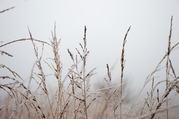 An almost black and white picture of a closeup of grass with ears in the mist. 