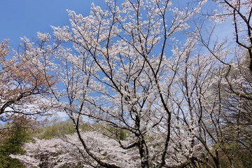多摩のさくら