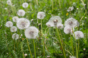 Fluffy white dandelions on the lawn. Nature