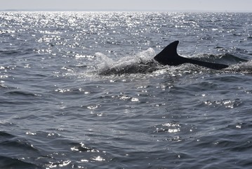 Fototapeta premium dauphins en ballade devant saint malo